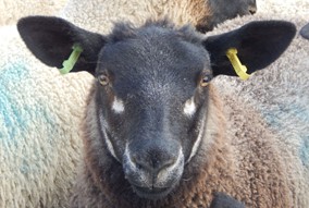 Blue Texel Crossbred Lamb - Signet