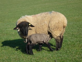 Signet Recorded Suffolk Sheep