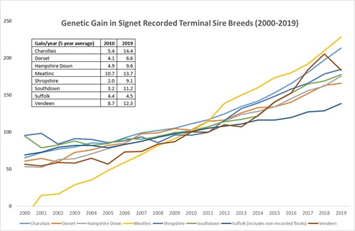 Genetic Gain in Terminal Sire Breeds recorded with Signet