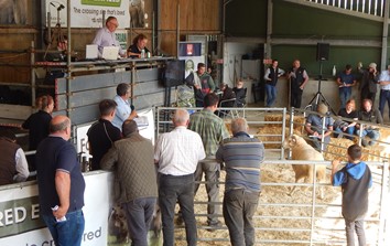 Signet Recorded Hill Ram Sale